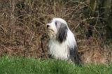 BEARDED COLLIE 329